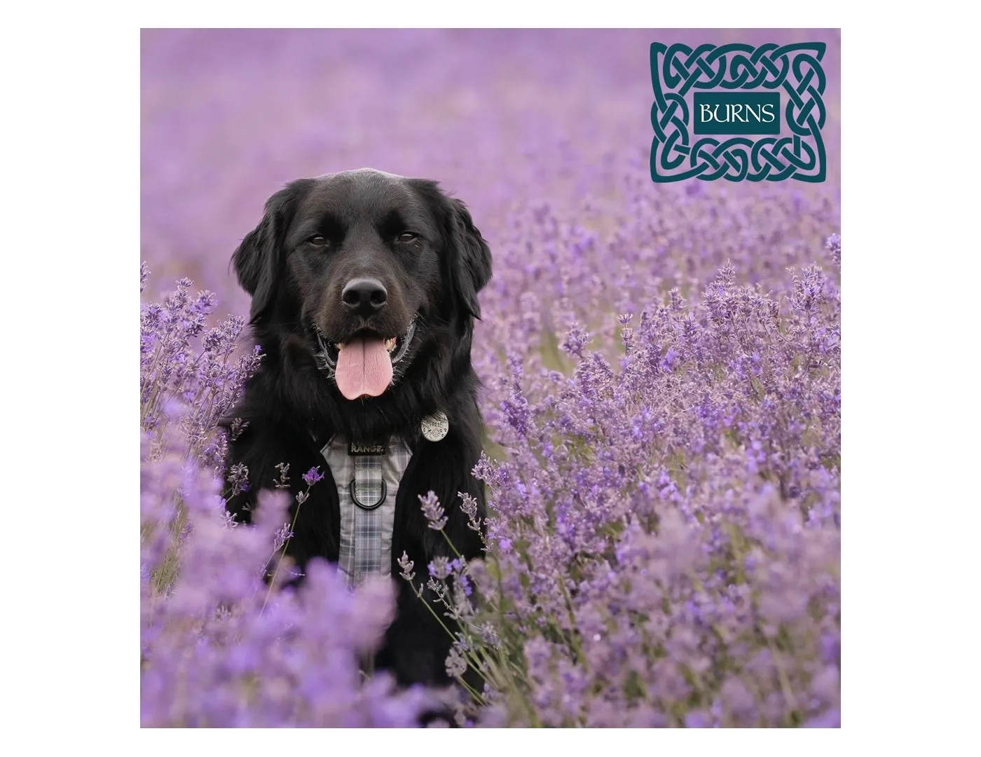 Burns - Original Adult/Senior Dog Food (Fish & Brown Rice)