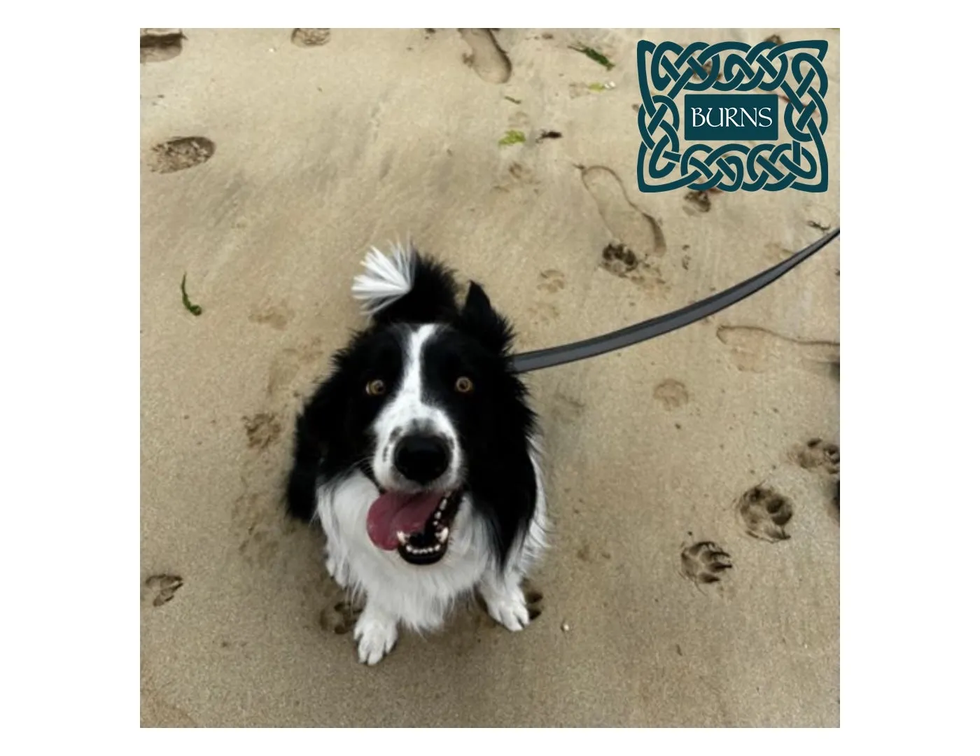 Burns - Original Adult/Senior Dog Food (Fish & Brown Rice)