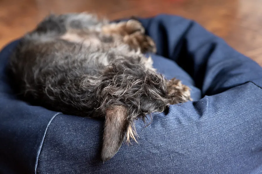 Denim dog bed covers