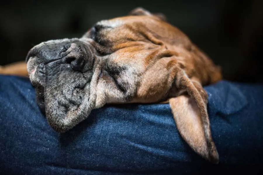 Denim dog bed covers
