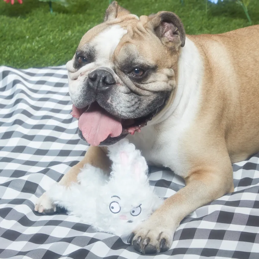 Hazel The Hoppin' Bunny