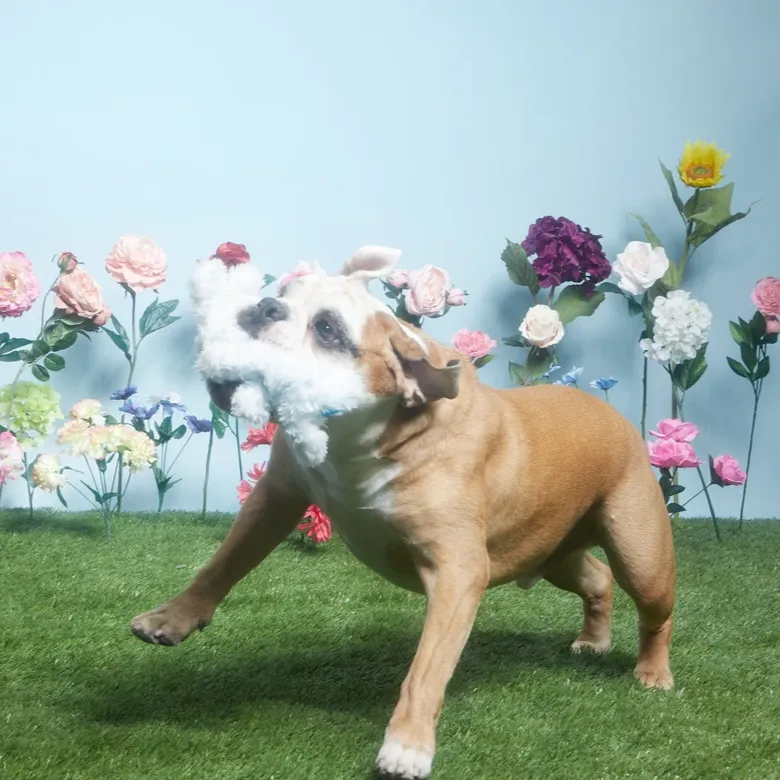 Hazel The Hoppin' Bunny