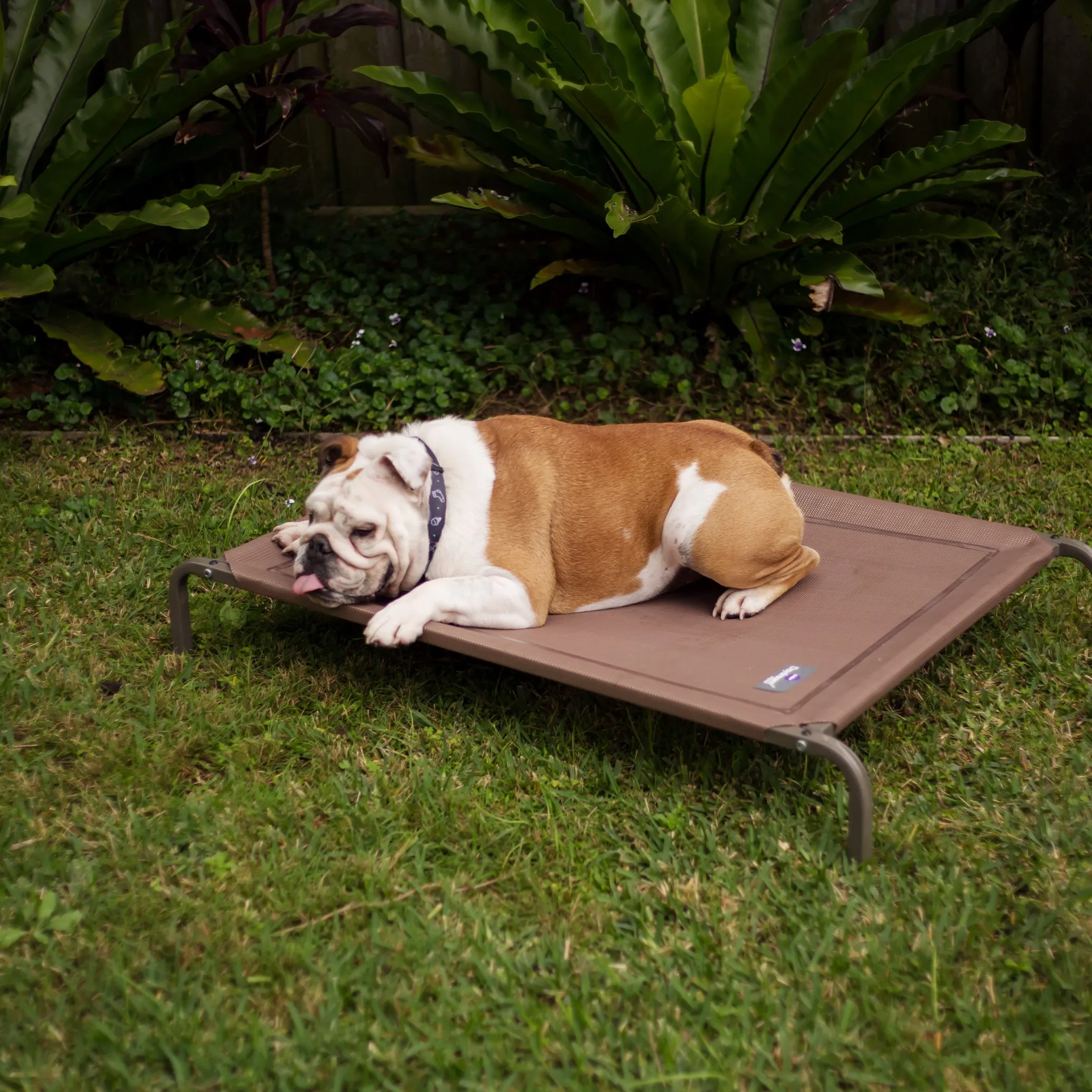 Premium Outdoor Dog Bed